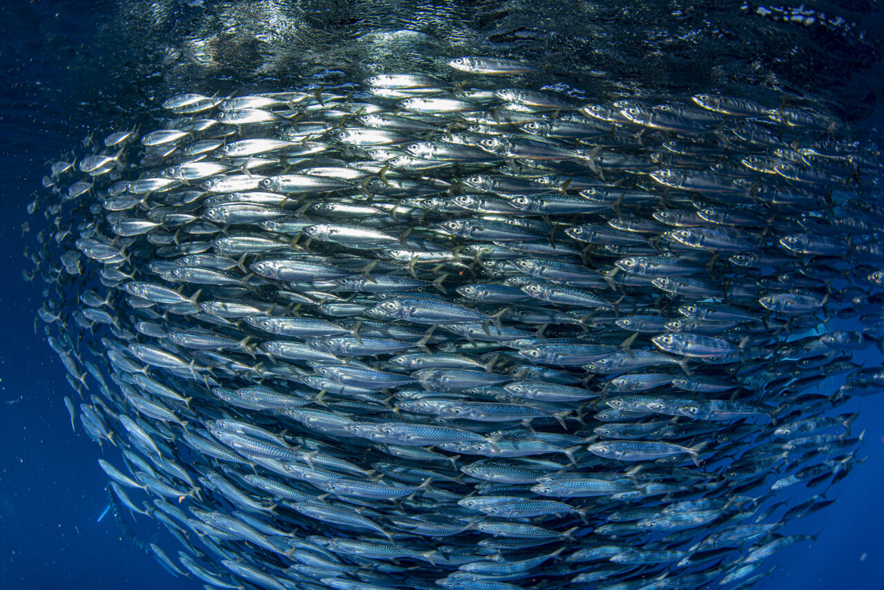 Cardume de Sardinhas, um dos peixes dos quais é retirado o Ômega-3